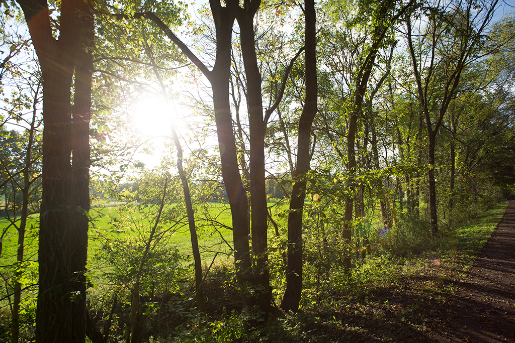 Trees and sun