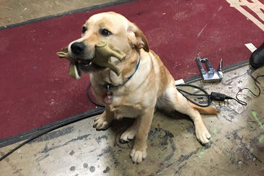 Cooper, a yellow dog, sits on a floor with a toy in his mouth.