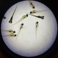 A microscope slide of developing zebrafish.