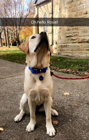 Rosie, a yellow dog with a blue collar, sits on a sidewalk. Photo by Laurel Waller